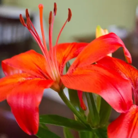 ベッド・アンド・ブレックファスト De Grote Byvanck Westervoort