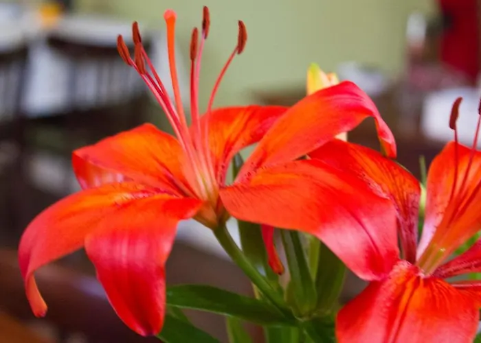 住宿加早餐酒店 大百凡克住宿加早餐酒店 Westervoort